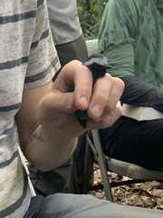 Myrmoborus leucophrys