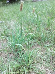 Plantago lanceolata