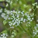 Cutleaf Water Parsnip - Photo (c) Joseph Kurtz, some rights reserved (CC BY-NC)