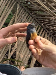 Thamnomanes schistogynus