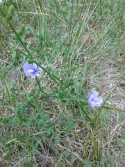 Cichorium intybus