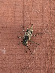 Graphisurus triangulifer