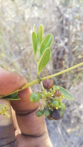 Psydrax manambyanus image