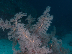 Astrobrachion constrictum