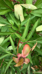Paeonia officinalis
