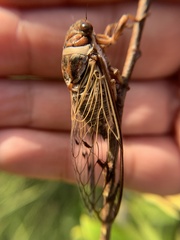 Diceroprocta marevagans