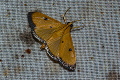Phostria bistigmalis