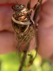 Diceroprocta marevagans