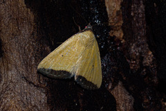 Phytometra subflavalis