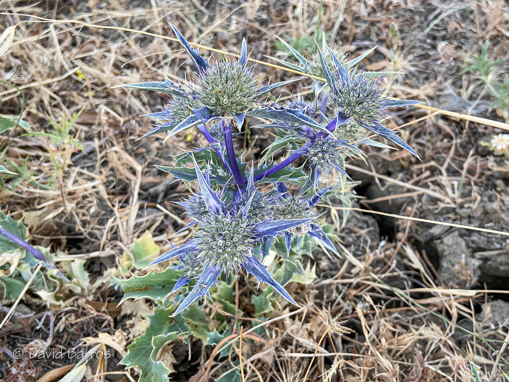 Sea holly