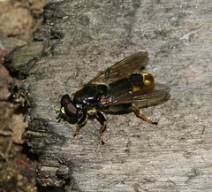 Xylota sylvarum