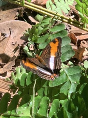 Adelpha malea
