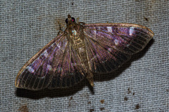 Pramadea ovialis