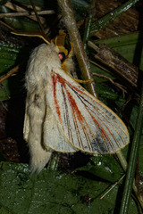 Grammodora nigrolineata