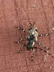 Graphisurus triangulifer