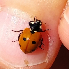 Coccinella septempunctata
