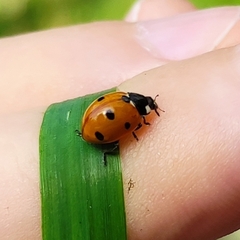 Coccinella septempunctata