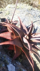 Aloe deltoideodonta image