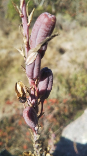 Aloe deltoideodonta image