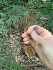 Deconychura longicauda