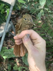 Deconychura longicauda