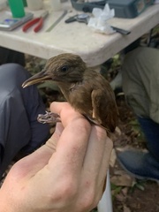 Deconychura longicauda