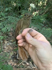 Deconychura longicauda