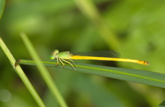 Ceriagrion indochinense