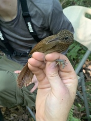 Xiphorhynchus elegans