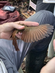 Xiphorhynchus elegans