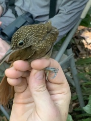 Xiphorhynchus elegans