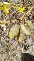 Crotalaria grahamiana