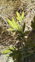 Crotalaria grahamiana