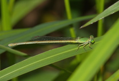 Ceriagrion indochinense