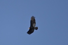 Cathartes melambrotus