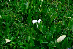 Spathiphyllum wallisii