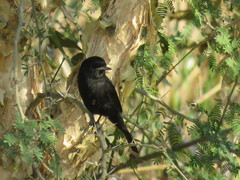 Knipolegus aterrimus