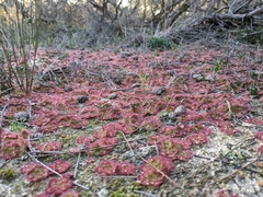 Drosera zonaria
