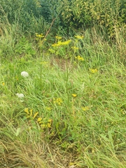Pastinaca sativa