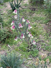 Pimelea physodes