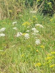 Daucus carota