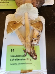 Amanita submembranacea