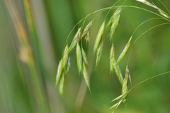 Bromus kalmii