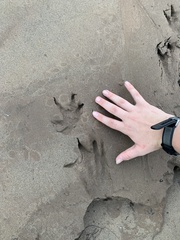 Hydrochoerus hydrochaeris