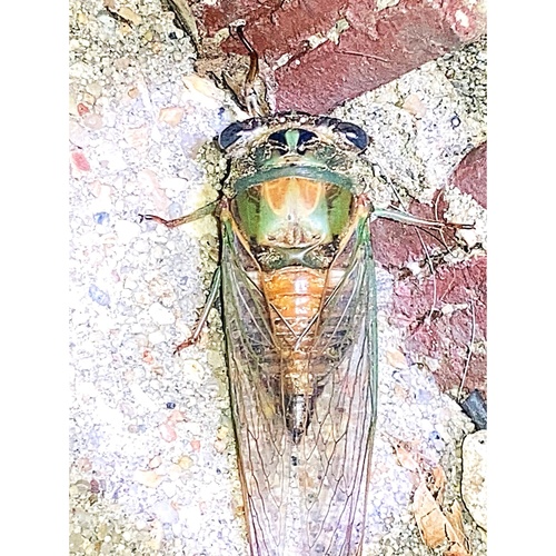 Scissor-grinder cicada