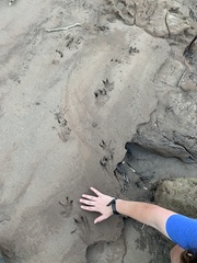 Hydrochoerus hydrochaeris