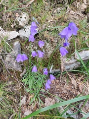 Campanula bohemica