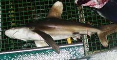 Carcharhinus longimanus