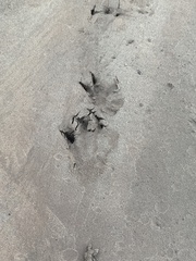 Hydrochoerus hydrochaeris