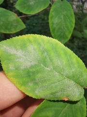 Podosphaera amelanchieris